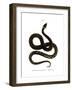 European Grass Snake-null-Framed Giclee Print