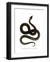 European Grass Snake-null-Framed Giclee Print