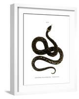 European Grass Snake-null-Framed Giclee Print
