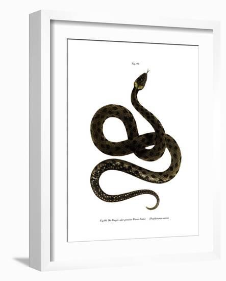 European Grass Snake-null-Framed Giclee Print