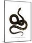 European Grass Snake-null-Mounted Giclee Print