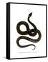 European Grass Snake-null-Framed Stretched Canvas