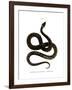 European Grass Snake-null-Framed Giclee Print