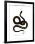 European Grass Snake-null-Framed Giclee Print