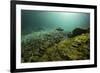 European Grayling (Thymallus Thymallus) Sava River, Slovenia, June 2009-Roggo-Framed Photographic Print