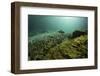 European Grayling (Thymallus Thymallus) Sava River, Slovenia, June 2009-Roggo-Framed Photographic Print