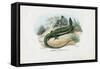 European Green Lizard, 1863-79-Raimundo Petraroja-Framed Stretched Canvas