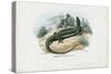 European Green Lizard, 1863-79-Raimundo Petraroja-Stretched Canvas