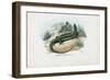 European Green Lizard, 1863-79-Raimundo Petraroja-Framed Giclee Print