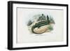 European Green Lizard, 1863-79-Raimundo Petraroja-Framed Giclee Print