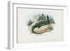 European Green Lizard, 1863-79-Raimundo Petraroja-Framed Giclee Print