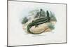 European Green Lizard, 1863-79-Raimundo Petraroja-Mounted Giclee Print