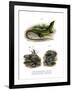 European Green Lizard-null-Framed Giclee Print