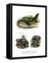European Green Lizard-null-Framed Stretched Canvas