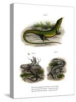 European Green Lizard-null-Stretched Canvas