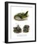 European Green Lizard-null-Framed Giclee Print