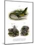 European Green Lizard-null-Mounted Giclee Print