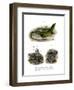 European Green Lizard-null-Framed Giclee Print