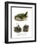 European Green Lizard-null-Framed Giclee Print