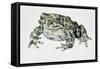 European Green Toad (Bufo Viridis), Bufonidae-null-Framed Stretched Canvas