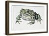 European Green Toad (Bufo Viridis), Bufonidae-null-Framed Giclee Print