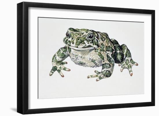 European Green Toad (Bufo Viridis), Bufonidae-null-Framed Giclee Print