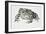 European Green Toad (Bufo Viridis), Bufonidae-null-Framed Giclee Print