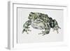 European Green Toad (Bufo Viridis), Bufonidae-null-Framed Giclee Print