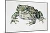 European Green Toad (Bufo Viridis), Bufonidae-null-Mounted Giclee Print