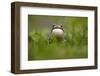 European Green Toad (Bufo Viridis) Calling with Vocal Sac Inflated, Caucasus, Russia, June-Schandy-Framed Photographic Print