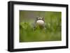 European Green Toad (Bufo Viridis) Calling with Vocal Sac Inflated, Caucasus, Russia, June-Schandy-Framed Photographic Print