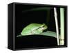 European Green Treefrog-Naturfoto Honal-Framed Stretched Canvas