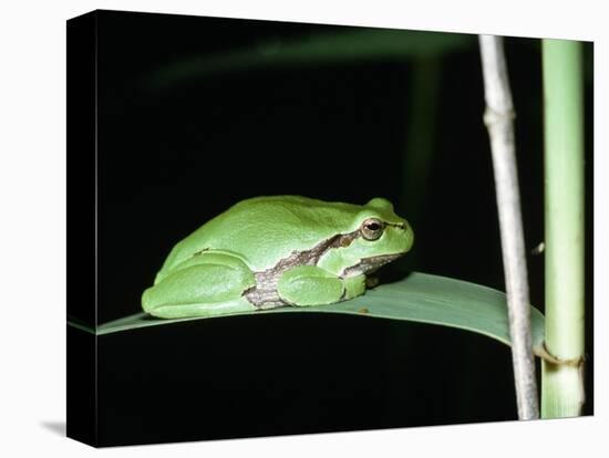 European Green Treefrog-Naturfoto Honal-Stretched Canvas