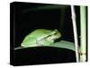 European Green Treefrog-Naturfoto Honal-Stretched Canvas