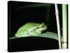 European Green Treefrog-Naturfoto Honal-Stretched Canvas