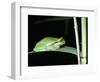 European Green Treefrog-Naturfoto Honal-Framed Photographic Print