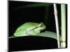 European Green Treefrog-Naturfoto Honal-Mounted Photographic Print