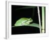 European Green Treefrog-Naturfoto Honal-Framed Photographic Print