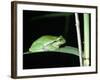 European Green Treefrog-Naturfoto Honal-Framed Photographic Print