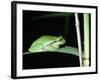 European Green Treefrog-Naturfoto Honal-Framed Photographic Print