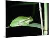 European Green Treefrog-Naturfoto Honal-Mounted Photographic Print