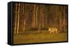 European - Grey Wolf (Canis Lupus) at Sunset, Kuhmo, Finland, July 2009. Wwe Indoor Exhibition-Widstrand-Framed Stretched Canvas