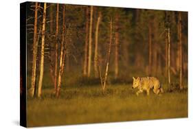 European - Grey Wolf (Canis Lupus) at Sunset, Kuhmo, Finland, July 2009. Wwe Indoor Exhibition-Widstrand-Stretched Canvas