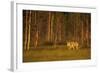 European - Grey Wolf (Canis Lupus) at Sunset, Kuhmo, Finland, July 2009. Wwe Indoor Exhibition-Widstrand-Framed Photographic Print