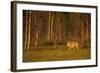 European - Grey Wolf (Canis Lupus) at Sunset, Kuhmo, Finland, July 2009. Wwe Indoor Exhibition-Widstrand-Framed Photographic Print