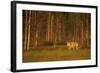 European - Grey Wolf (Canis Lupus) at Sunset, Kuhmo, Finland, July 2009. Wwe Indoor Exhibition-Widstrand-Framed Photographic Print