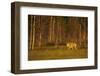 European - Grey Wolf (Canis Lupus) at Sunset, Kuhmo, Finland, July 2009. Wwe Indoor Exhibition-Widstrand-Framed Photographic Print