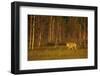 European - Grey Wolf (Canis Lupus) at Sunset, Kuhmo, Finland, July 2009. Wwe Indoor Exhibition-Widstrand-Framed Photographic Print