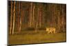 European - Grey Wolf (Canis Lupus) at Sunset, Kuhmo, Finland, July 2009. Wwe Indoor Exhibition-Widstrand-Mounted Photographic Print