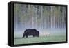 European Grey Wolf (Canis Lupus) Interacting with European Brown Bear (Ursus Arctos) Kuhmo, Finland-Widstrand-Framed Stretched Canvas